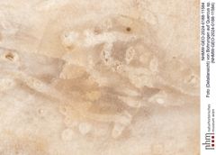 Foto (Detailansicht) von Bohrungen auf Quercus sp.  (NHMW-GEO-2024-0188-11584)
